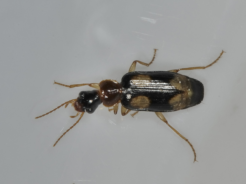 Dromius quadrimaculatus